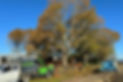 Tree-removals-felling.jpg