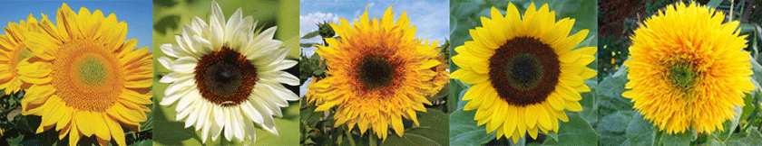 Sunflowers.gif