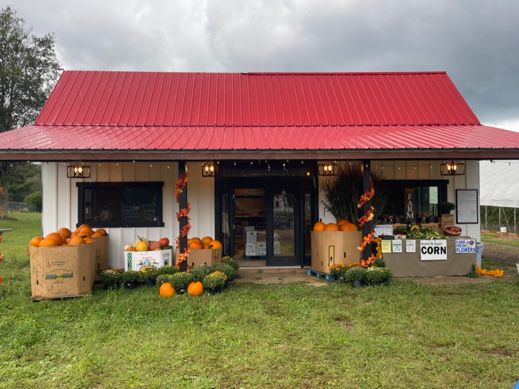 UPick Sunflowers Anawan FarmRehoboth