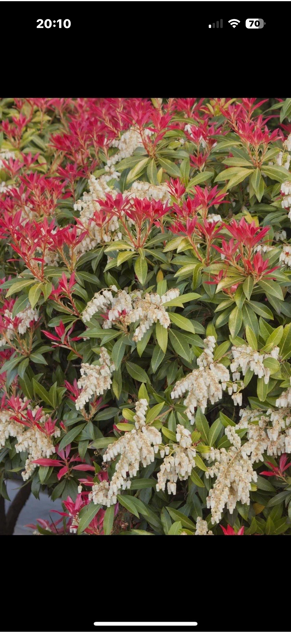 Thumbnail: Pieris mountain fire x 2 plants only £10