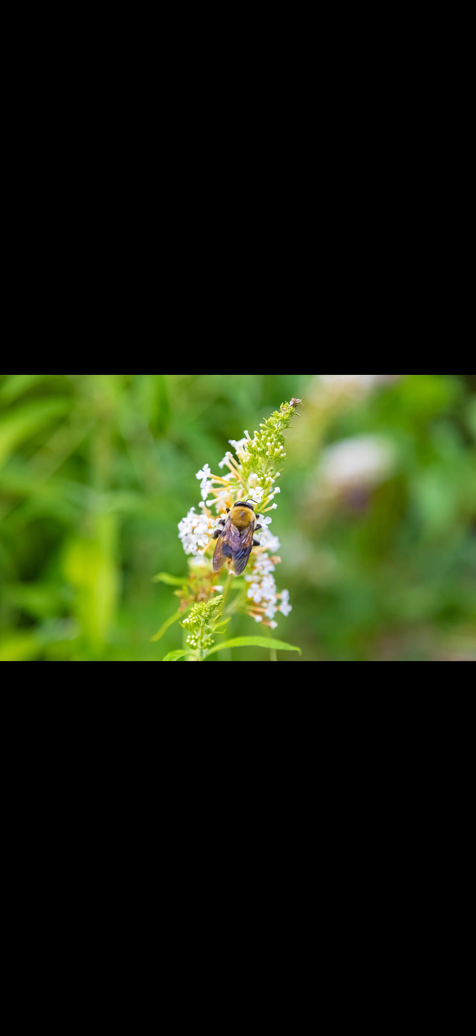 Thumbnail: Buddleja ‘White Profusion’ – White Butterfly Bush – Hardy Shrub – Wildlife Frien