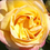 Thumbnail: Golden jubilee hybrid tea rose 4 litre pots