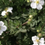 Thumbnail: Potentilla abbotswood white 
