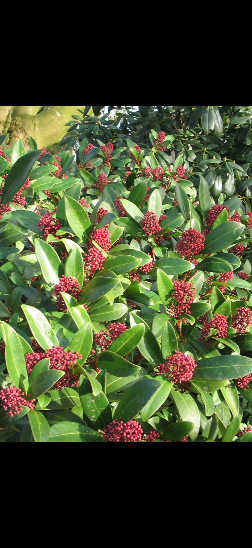 Thumbnail: Skimmia rubella 2 plants 9cm pots 