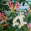 Thumbnail: Pieris mountain fire large plants in 2 litre pots 