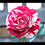 Thumbnail: Rose hybrid tea rock and roll in 4 litre pots 