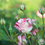 Thumbnail: Rose hybrid tea rock and roll in 4 litre pots 