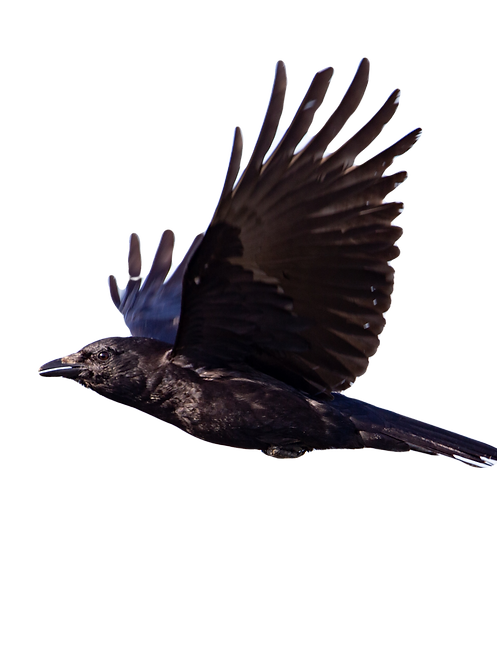 What%20is%20this%2C%20a%20raven%2C%20or%20a%20crow__edited.png
