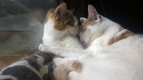 Our gorgeous girls, Karma & Star