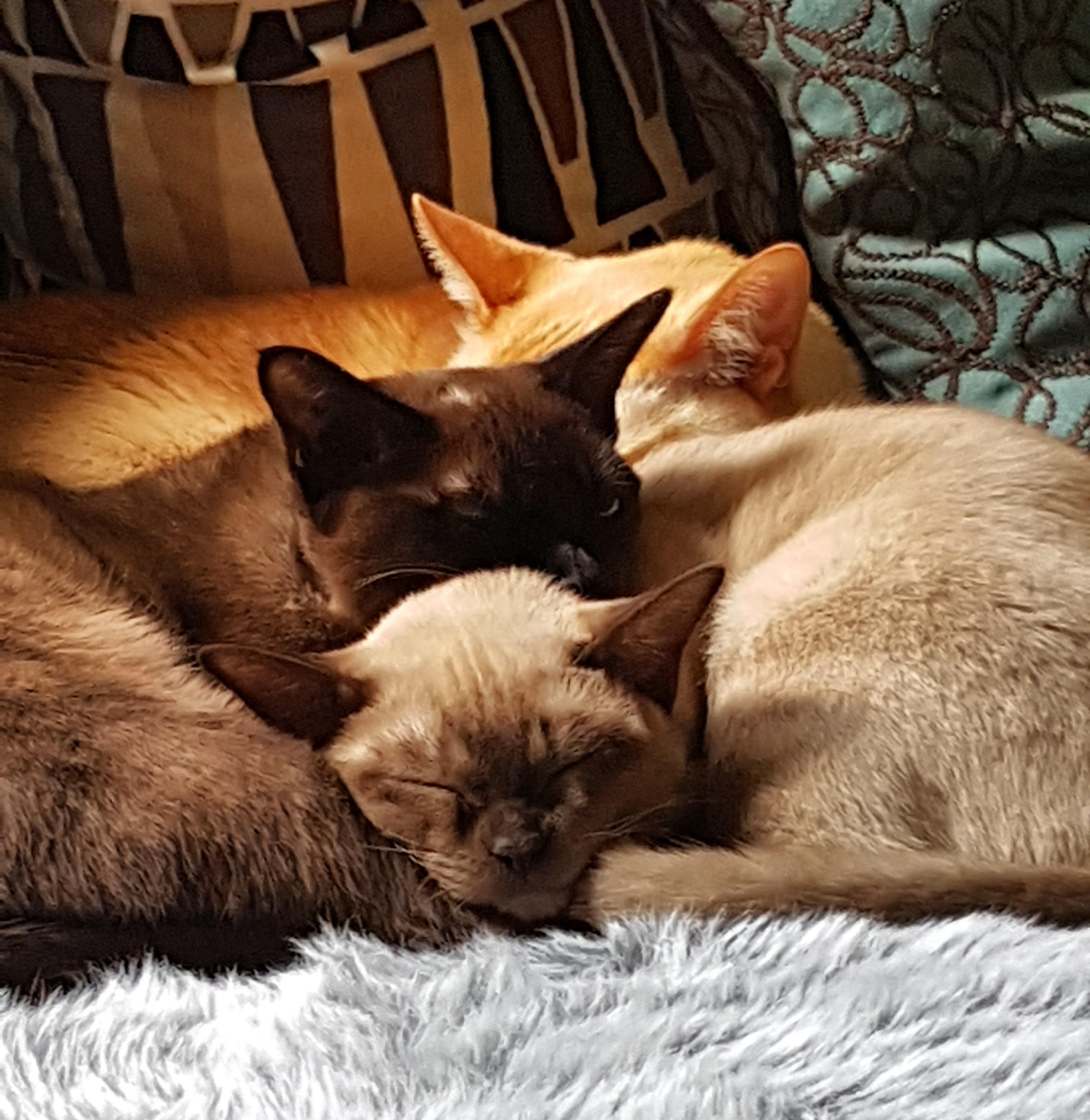 Samson, Mia & Jess