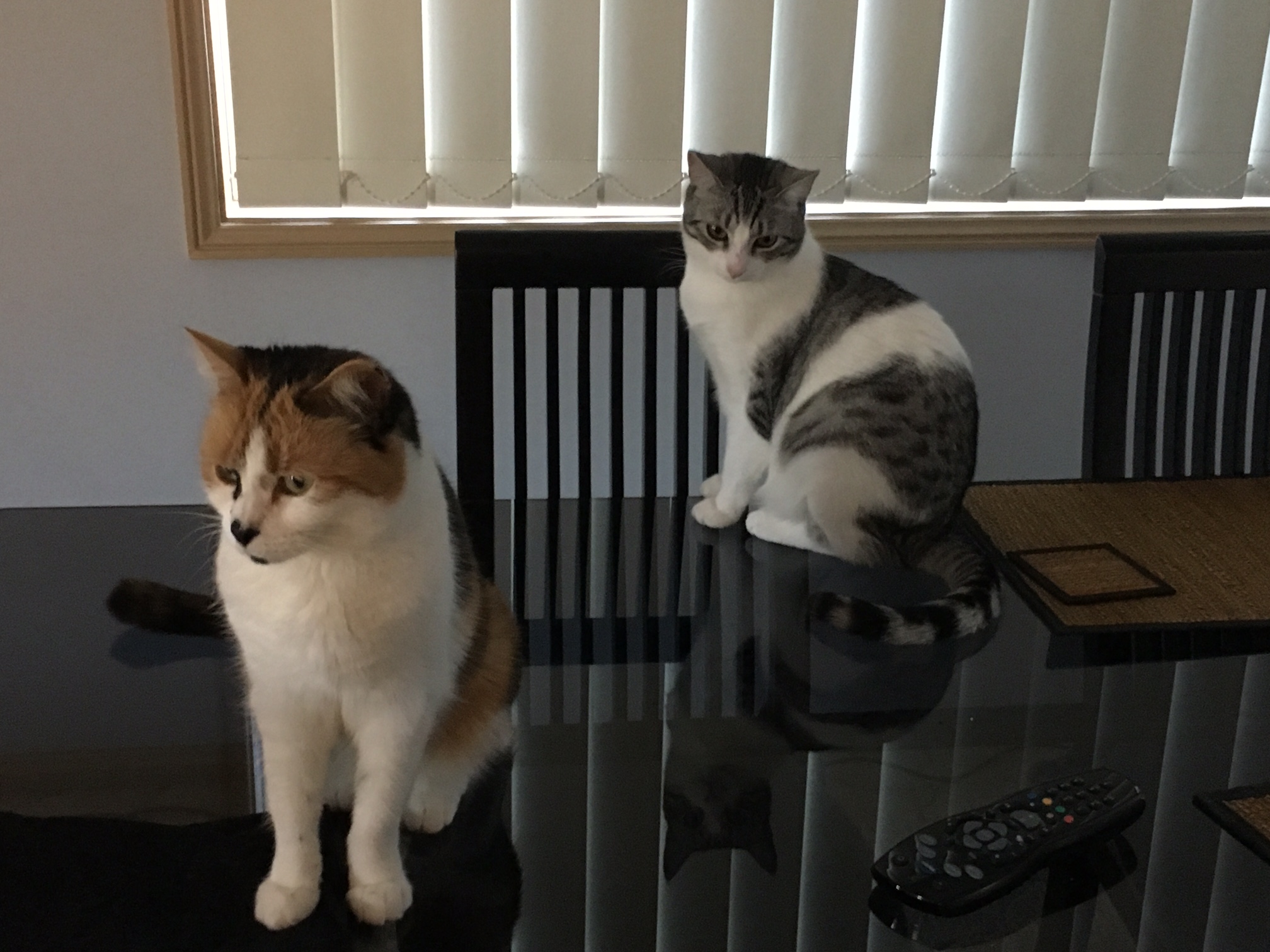 Juliet & Arya