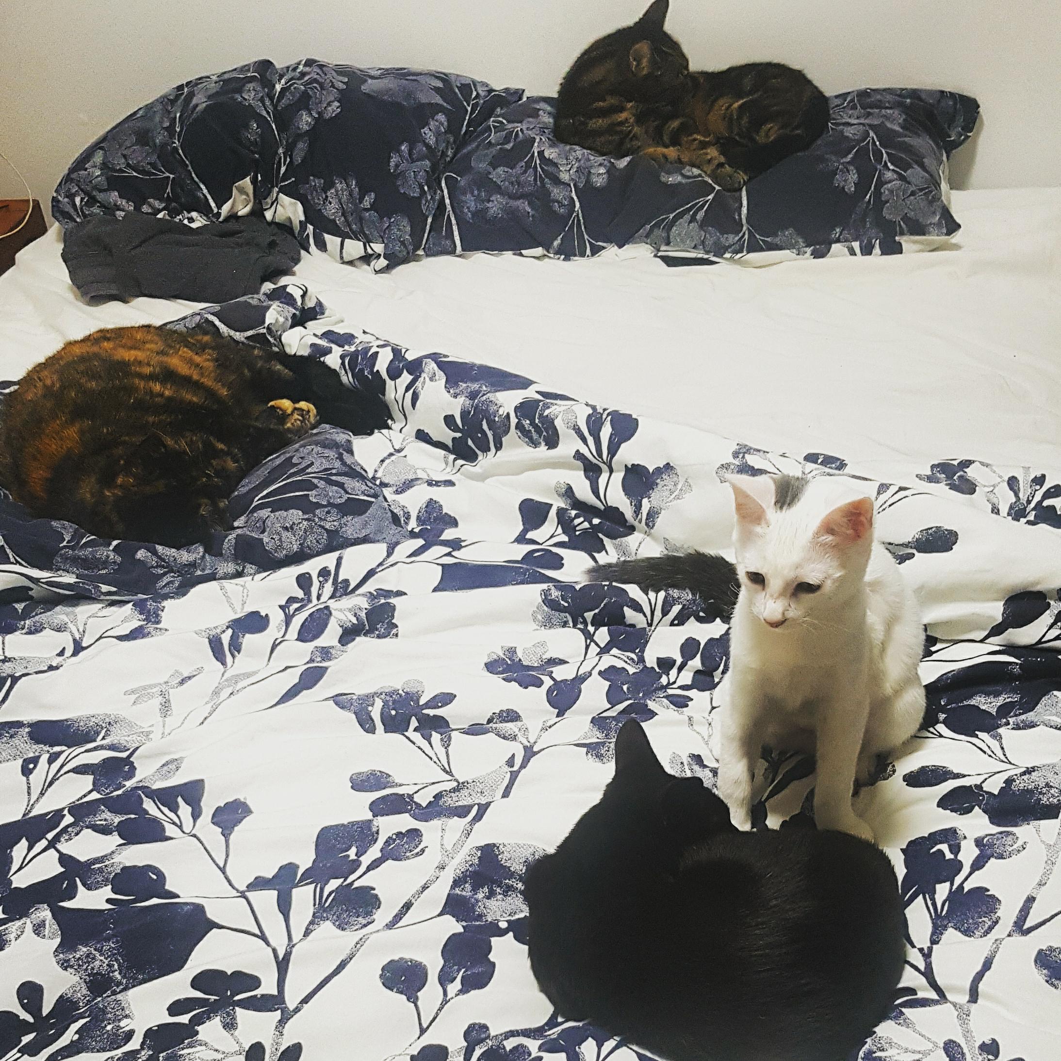 Willow, Herman, Medusa & Thor bed
