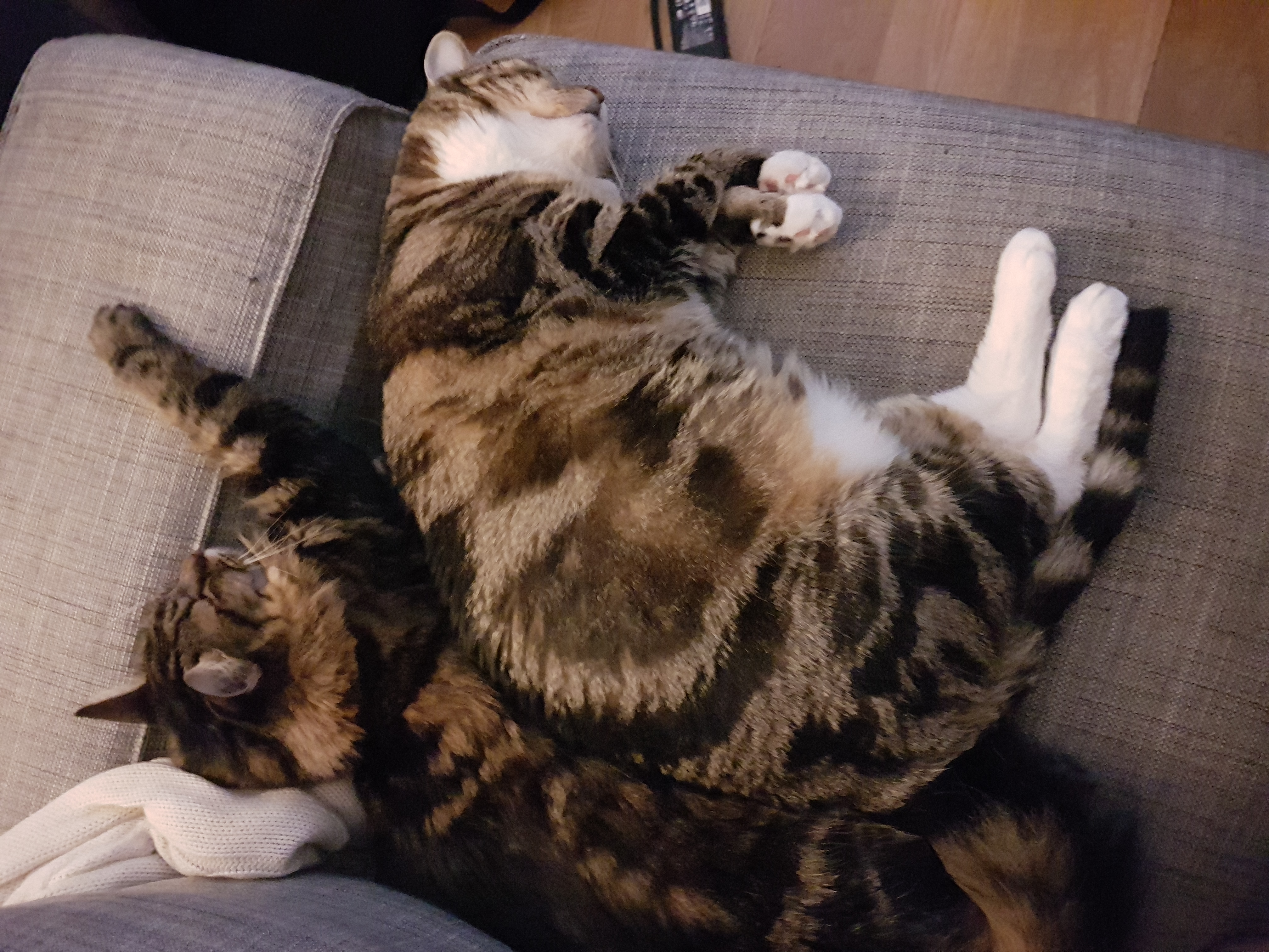 Lily & Toby