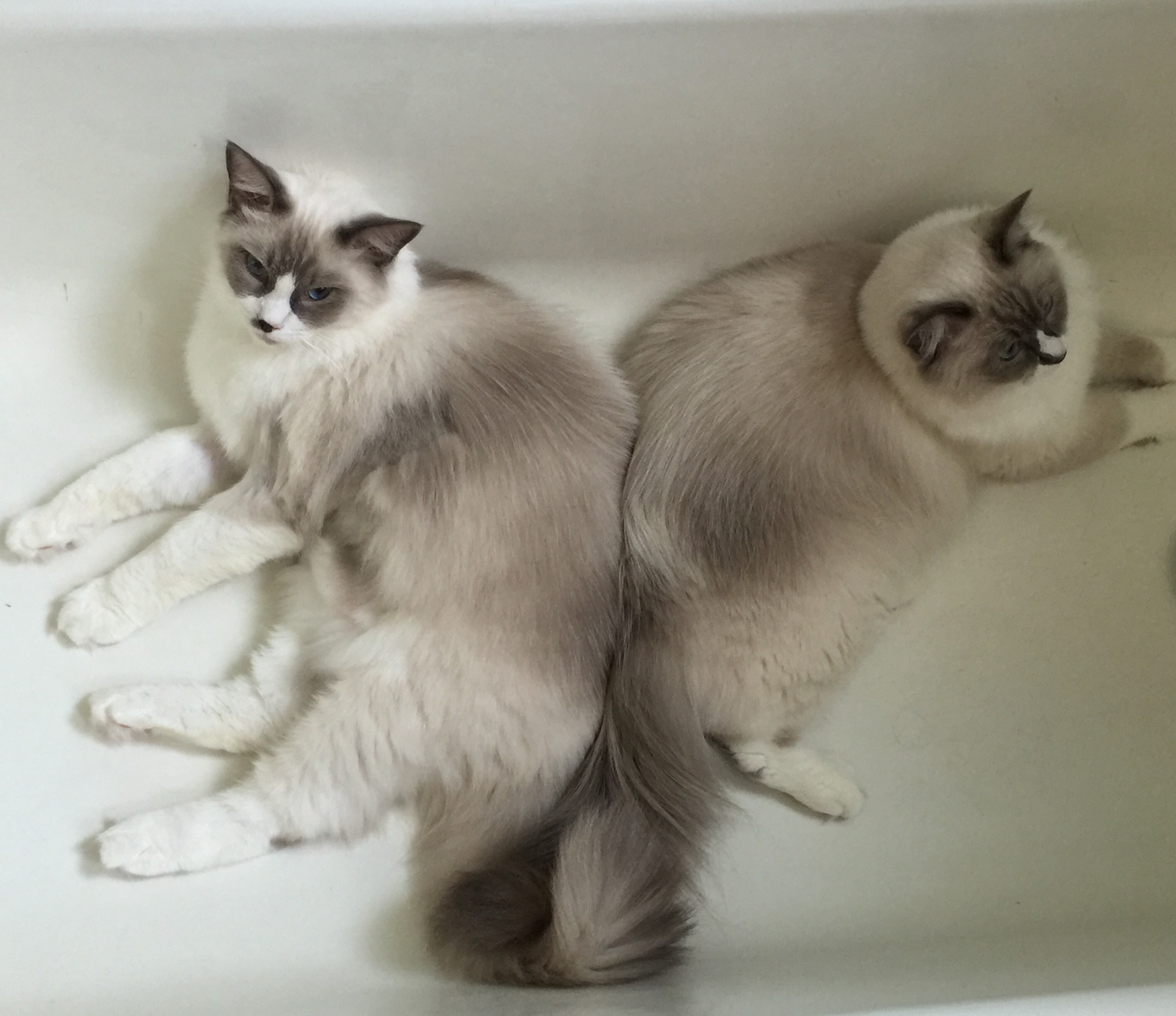 Leo & Luna