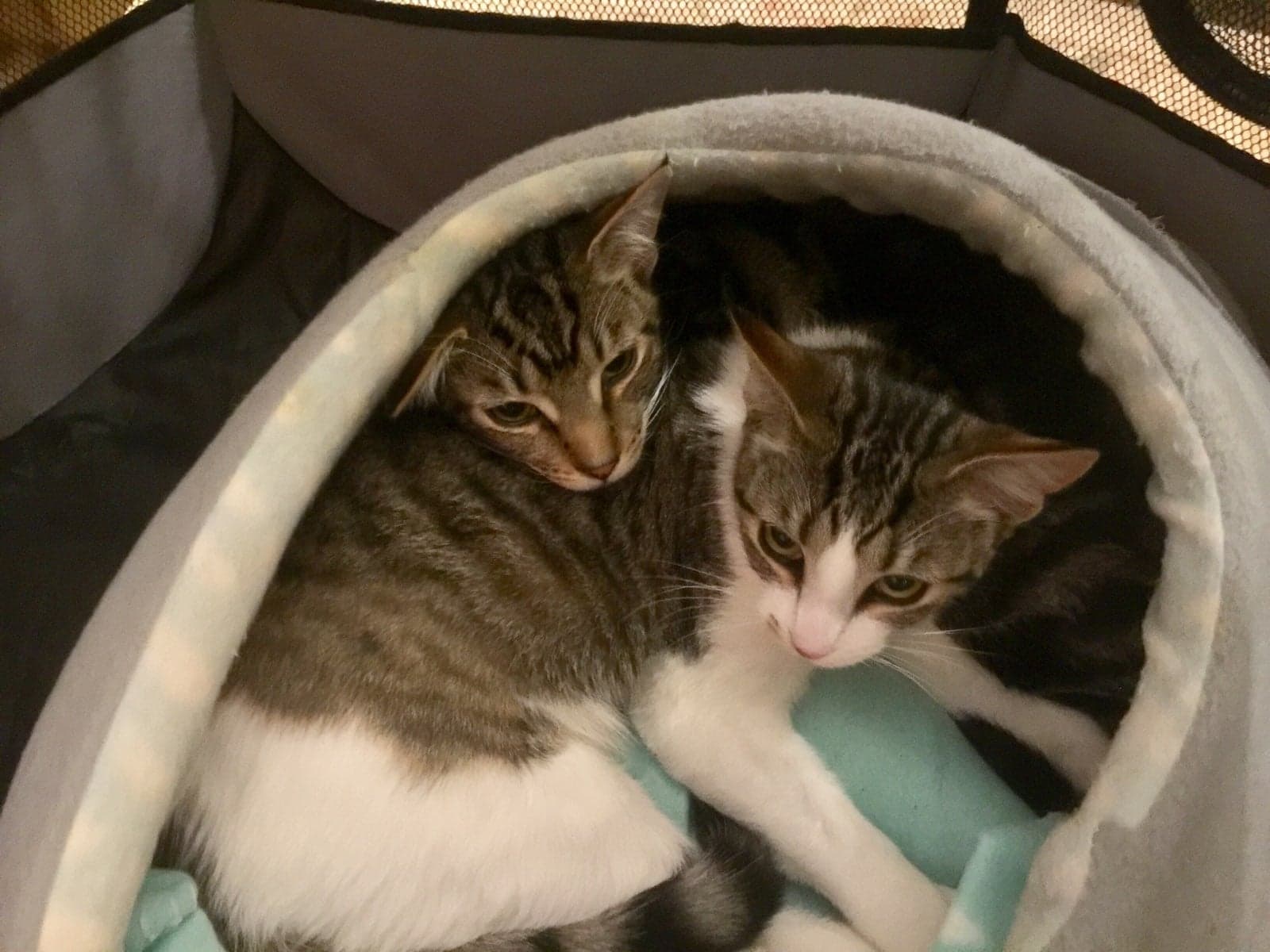 Harley & Muffins