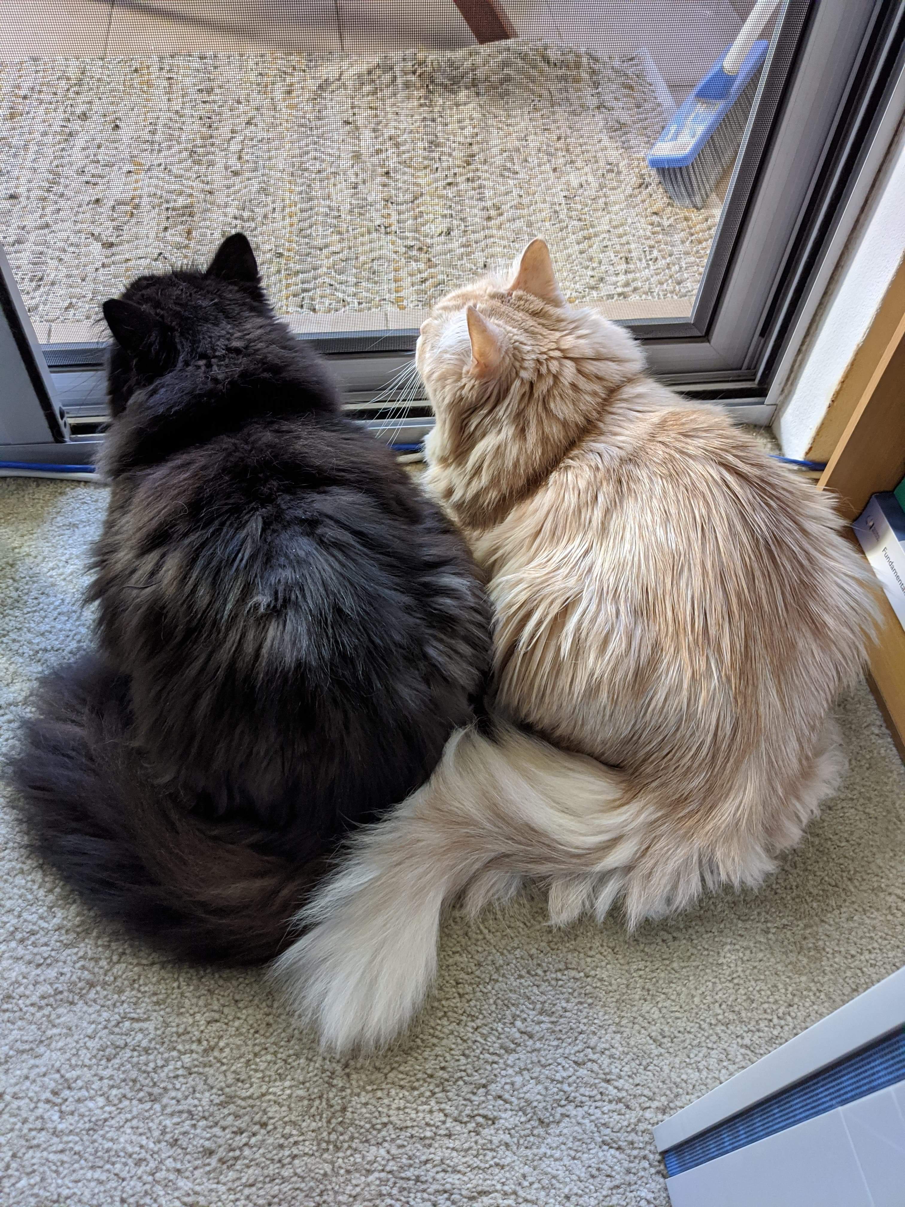 Ollie & Lucy