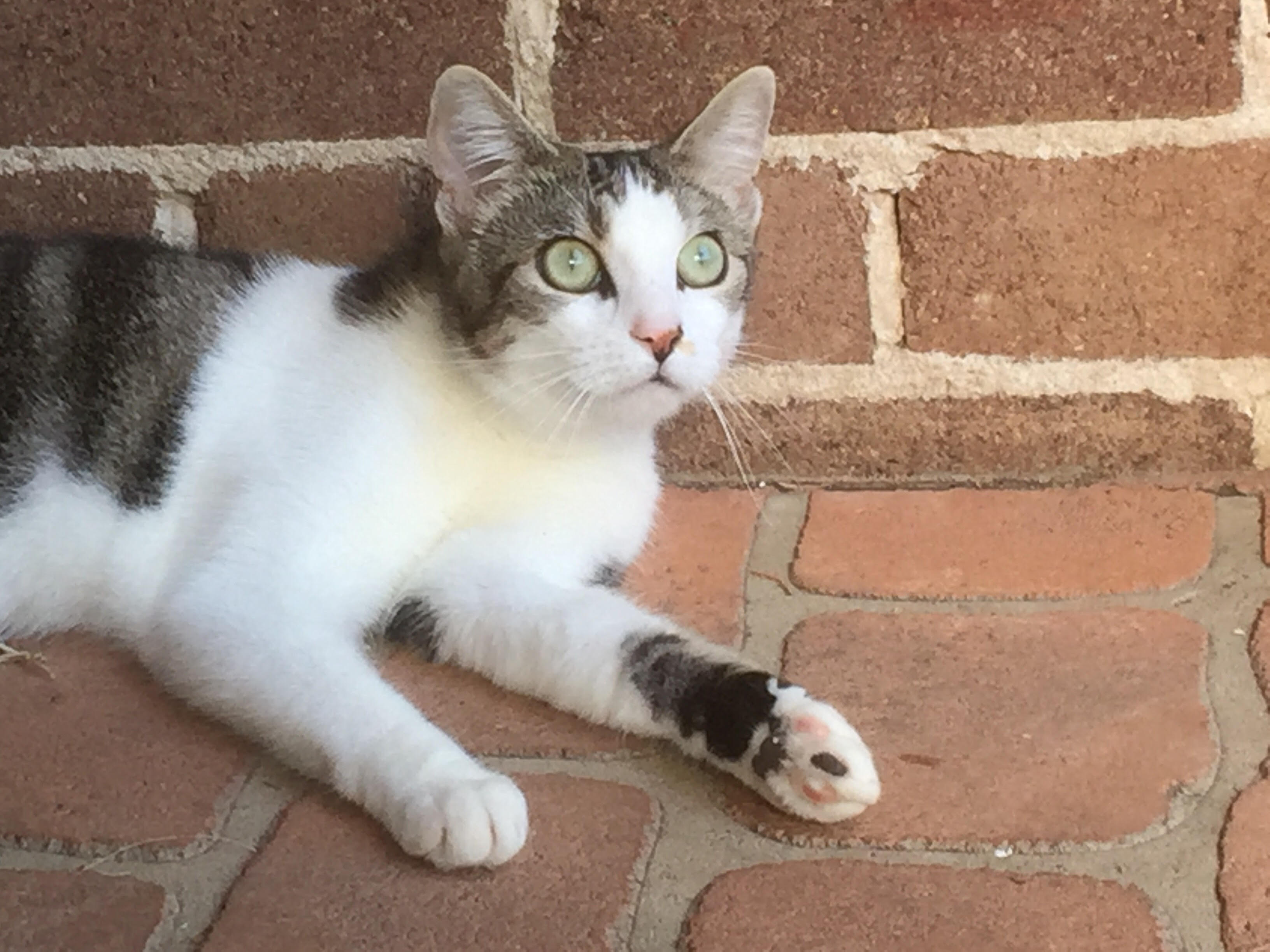 Otto