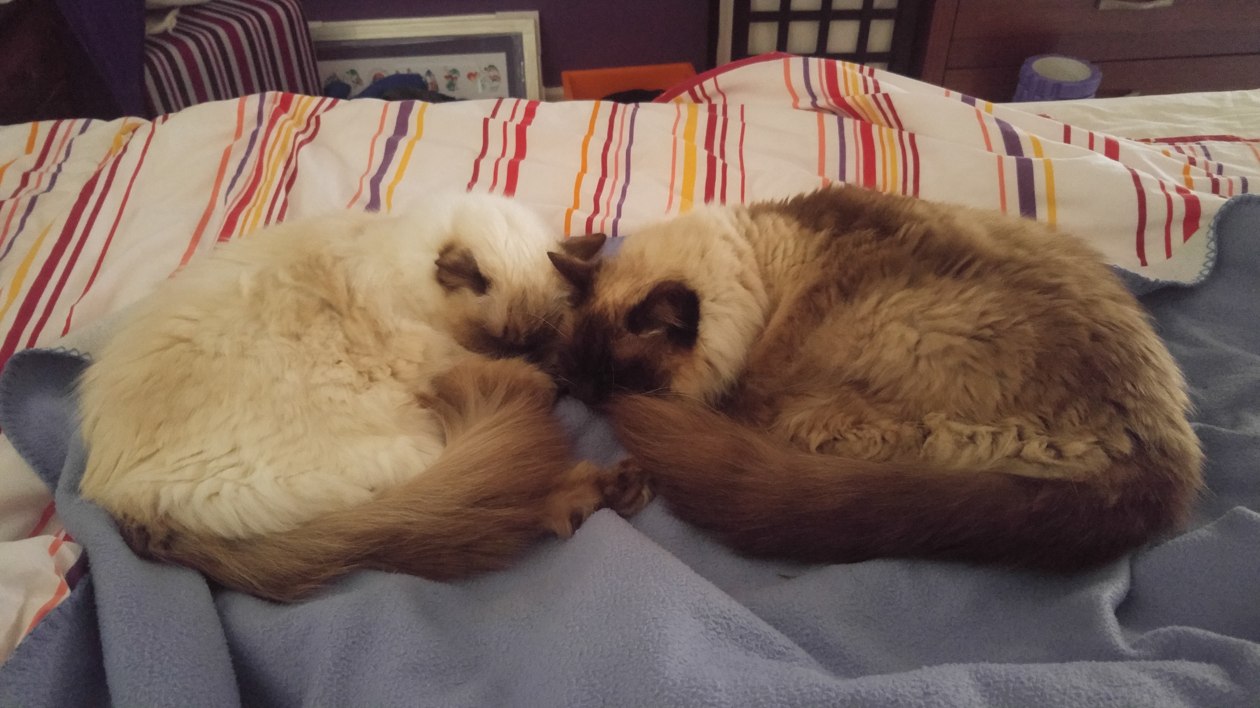Milo & Cocoa