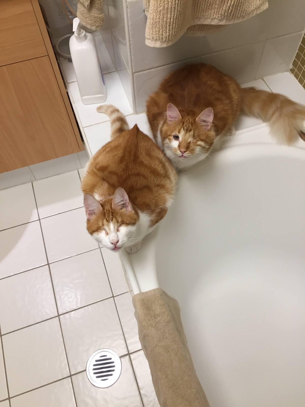 Mogwai & Buddha