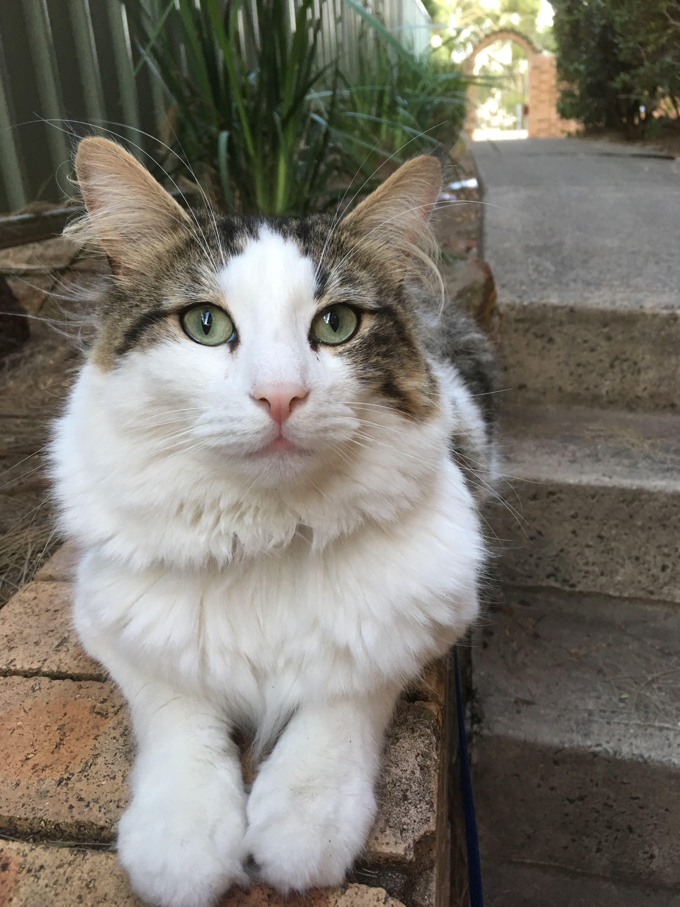 Oscar