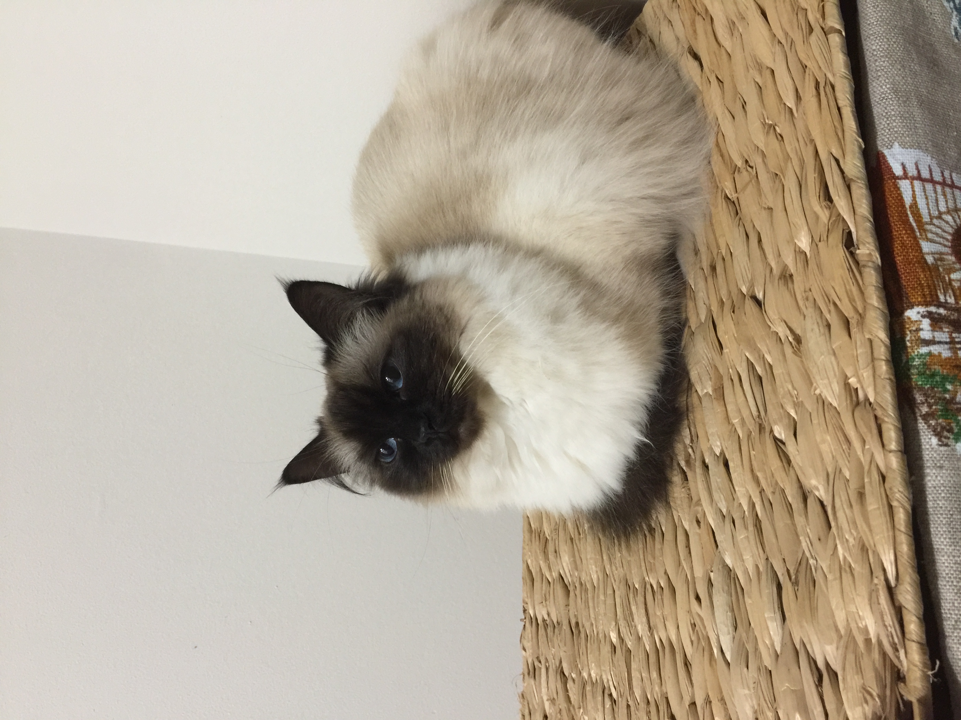 Iris