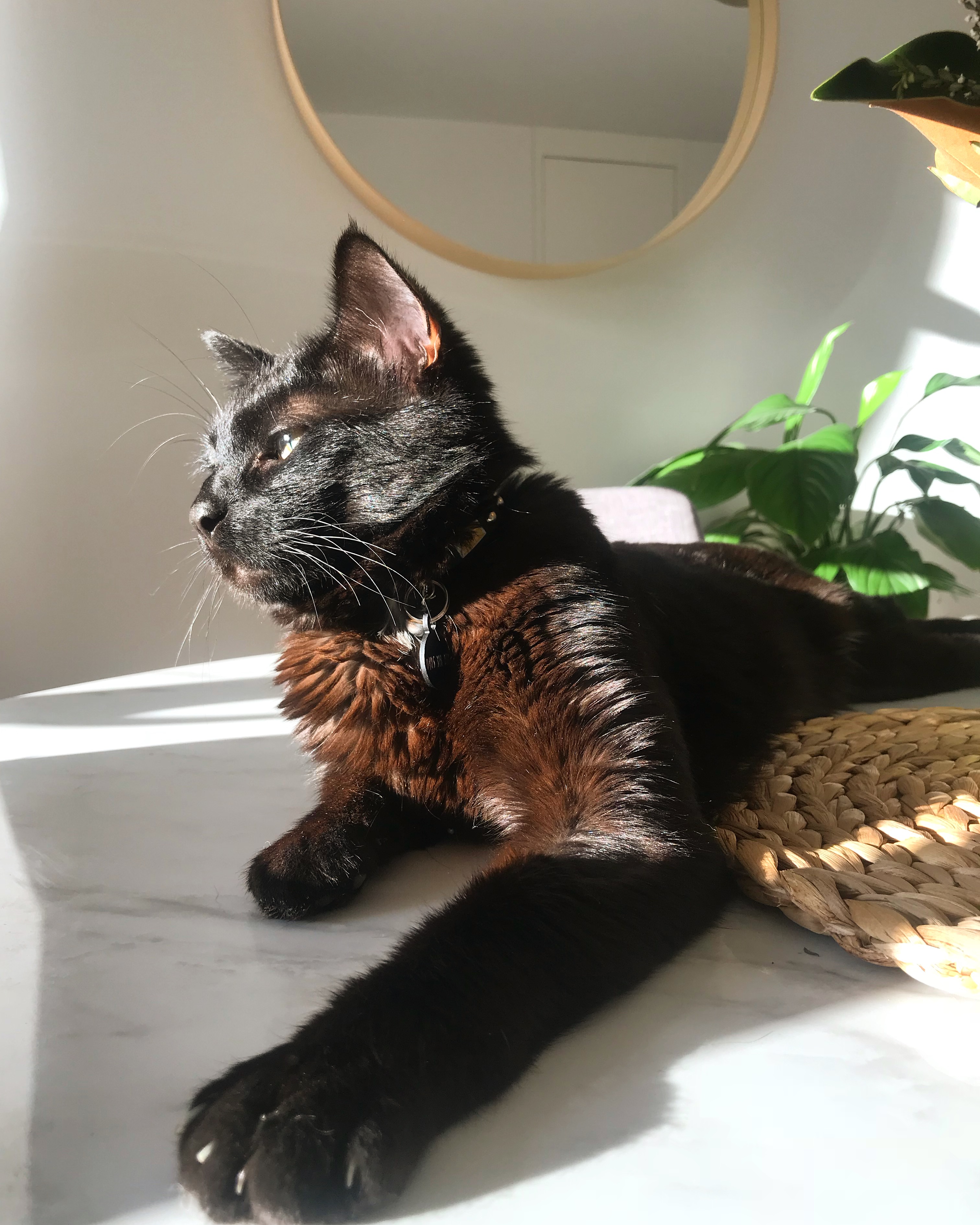 Jasper