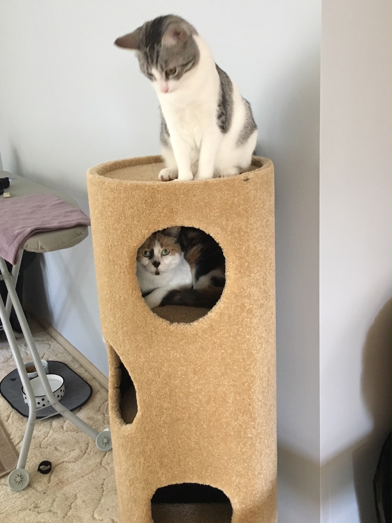 Juliet & Arya
