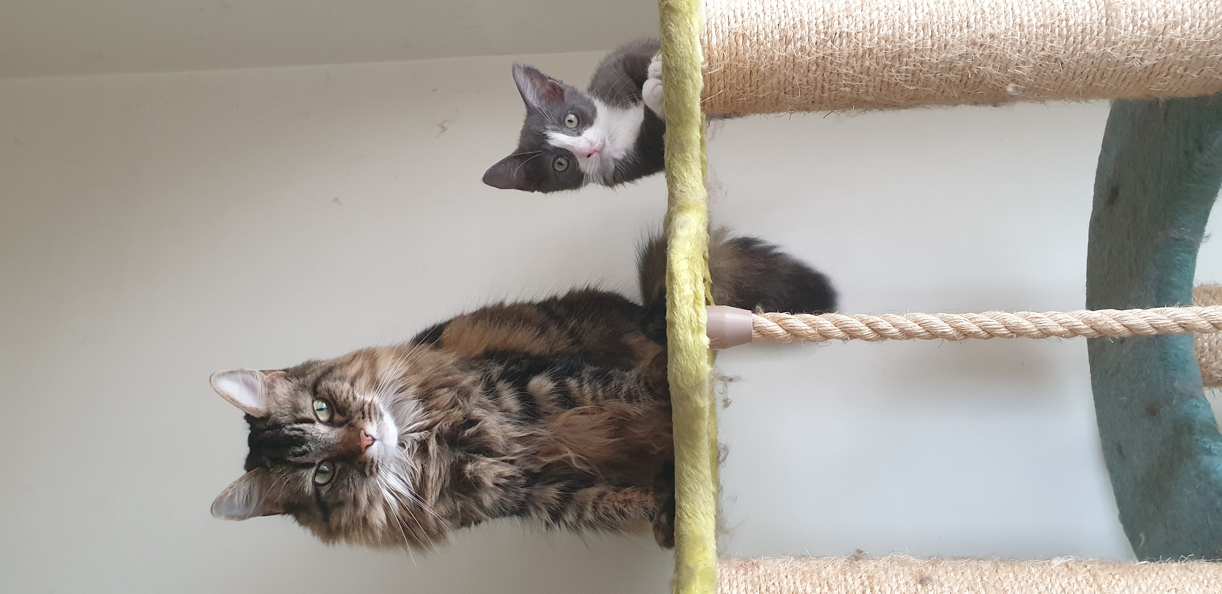 Lily & Pearl (kitten)
