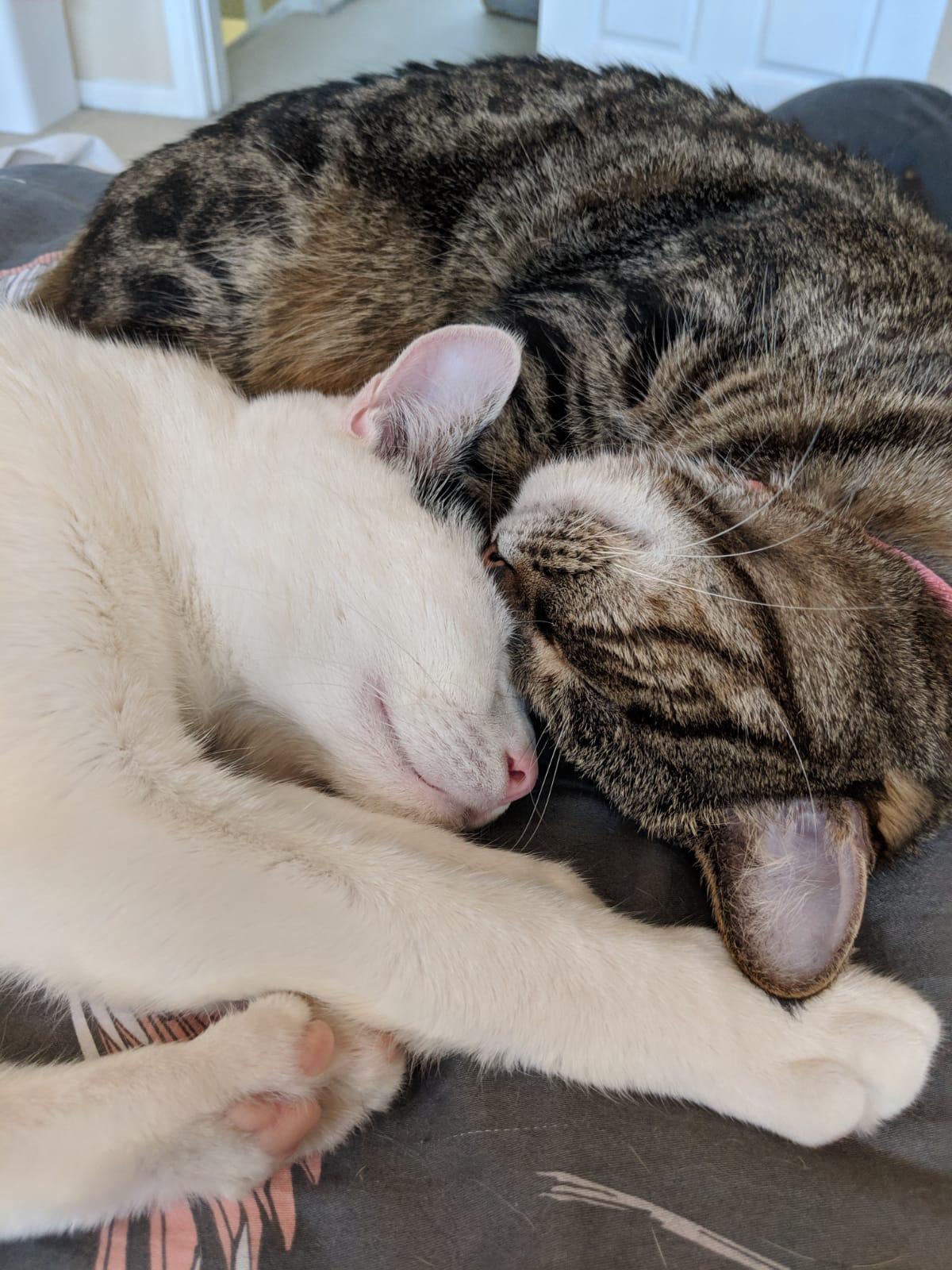 Nelly & Dash