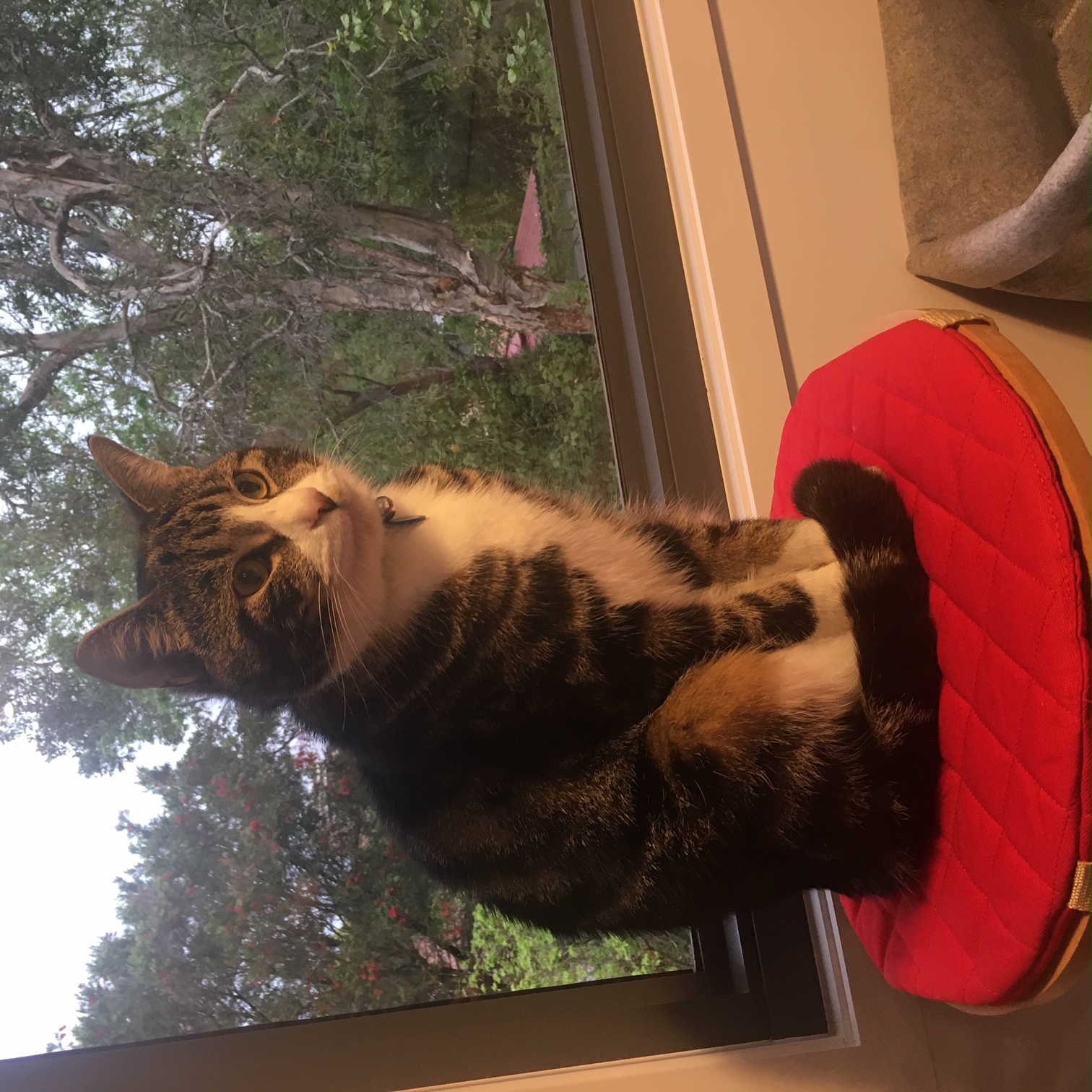 Tiggy