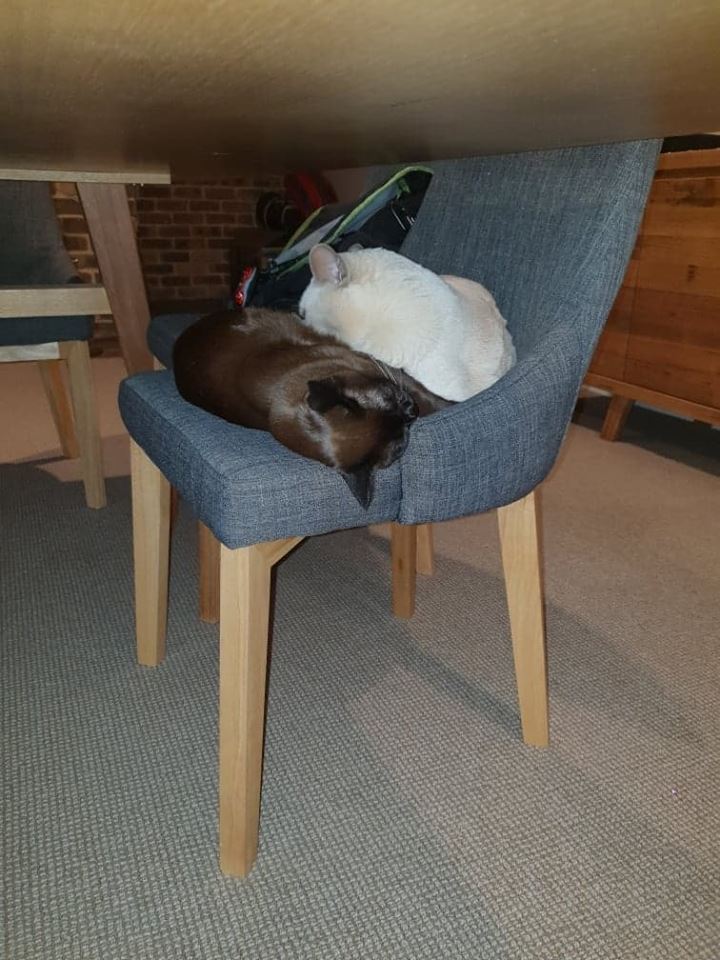 Lily & Coco