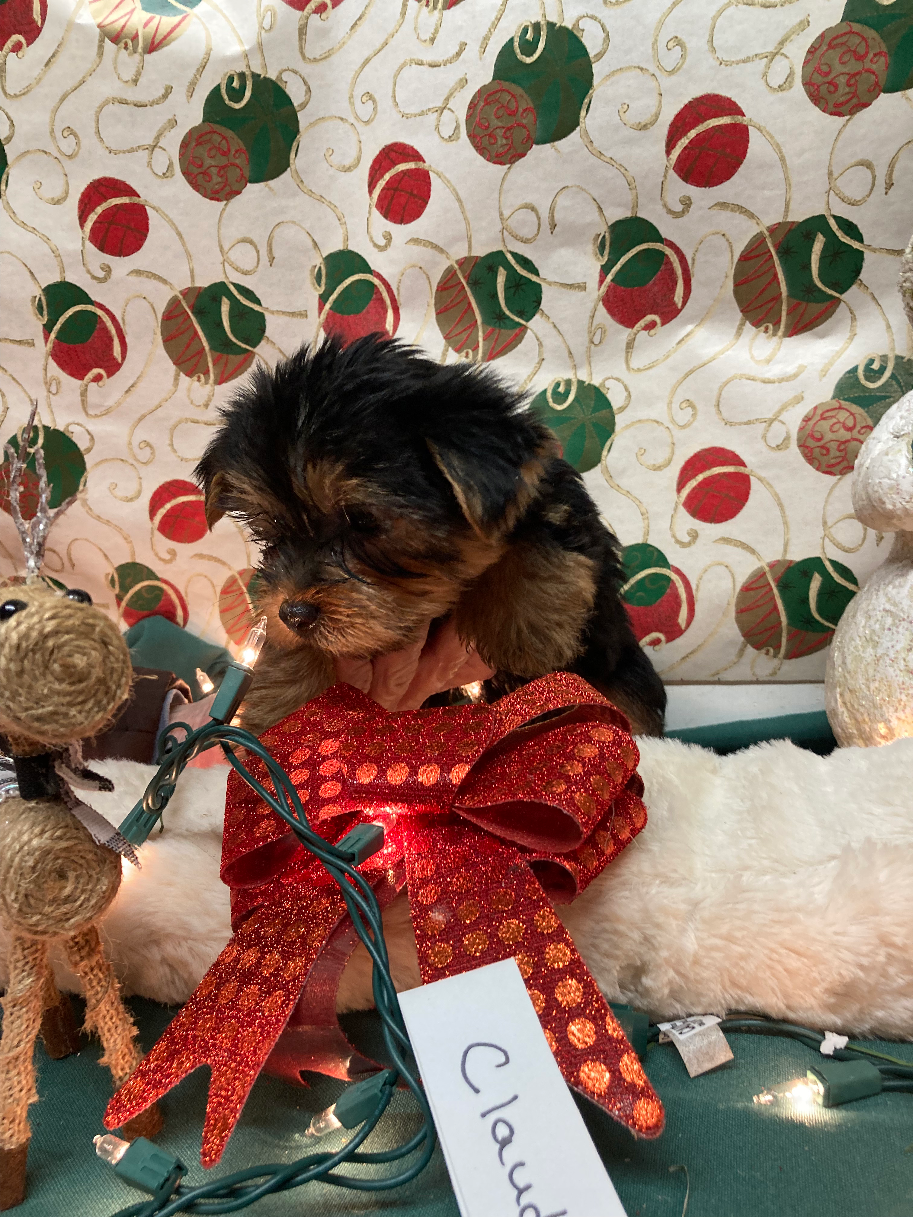 CKC REGISTERED, Yorkie, female, “Claudia” 