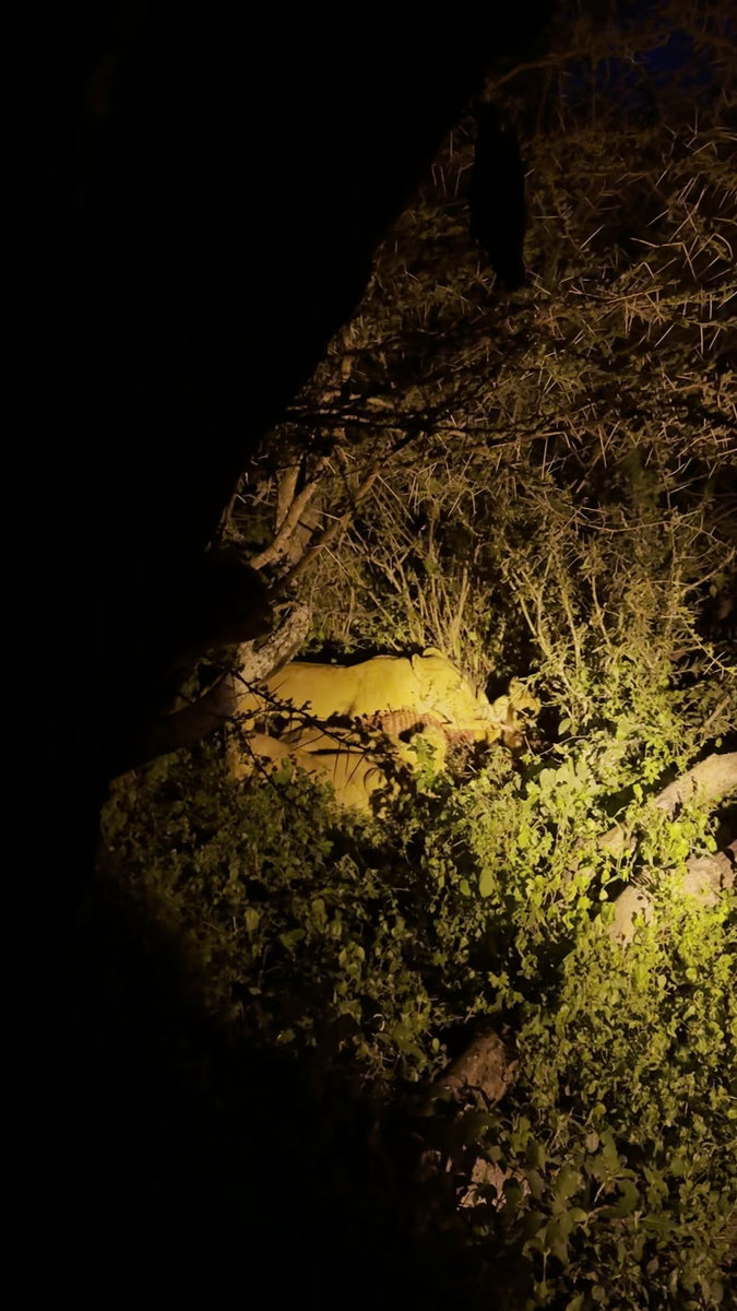 A Safari at Ol Donyo | Kenya’s Crown Jewel of Conservation, Luxury, and Wild Majesty