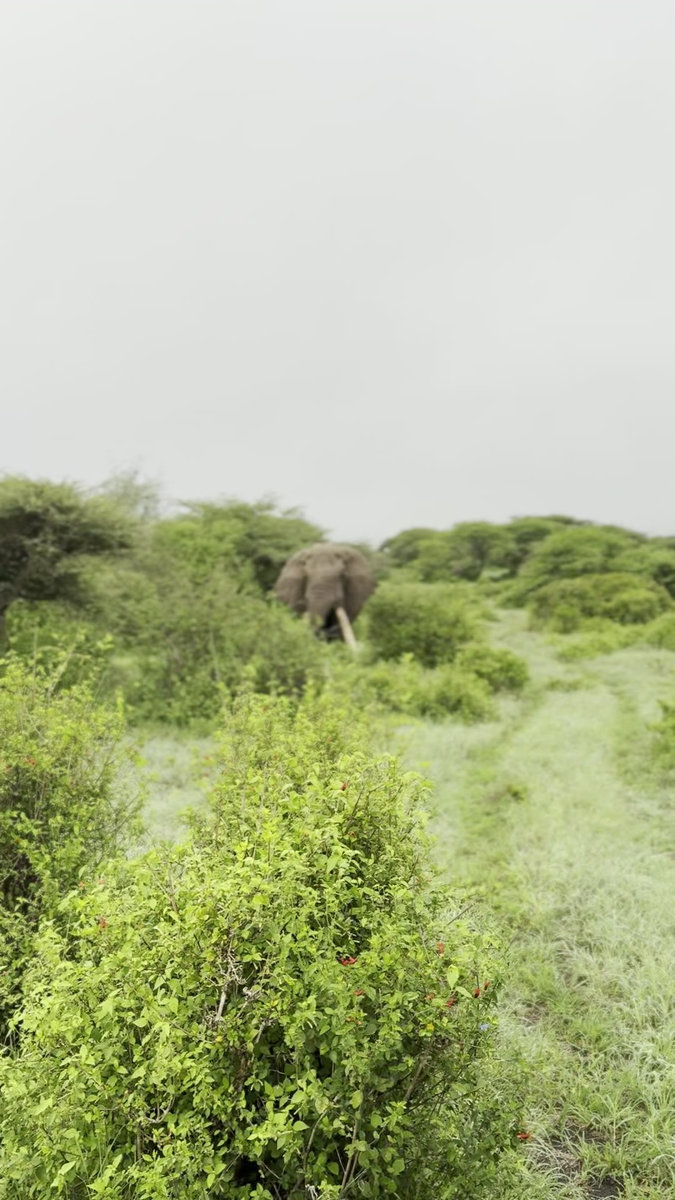 A Safari at Ol Donyo | Kenya’s Crown Jewel of Conservation, Luxury, and Wild Majesty