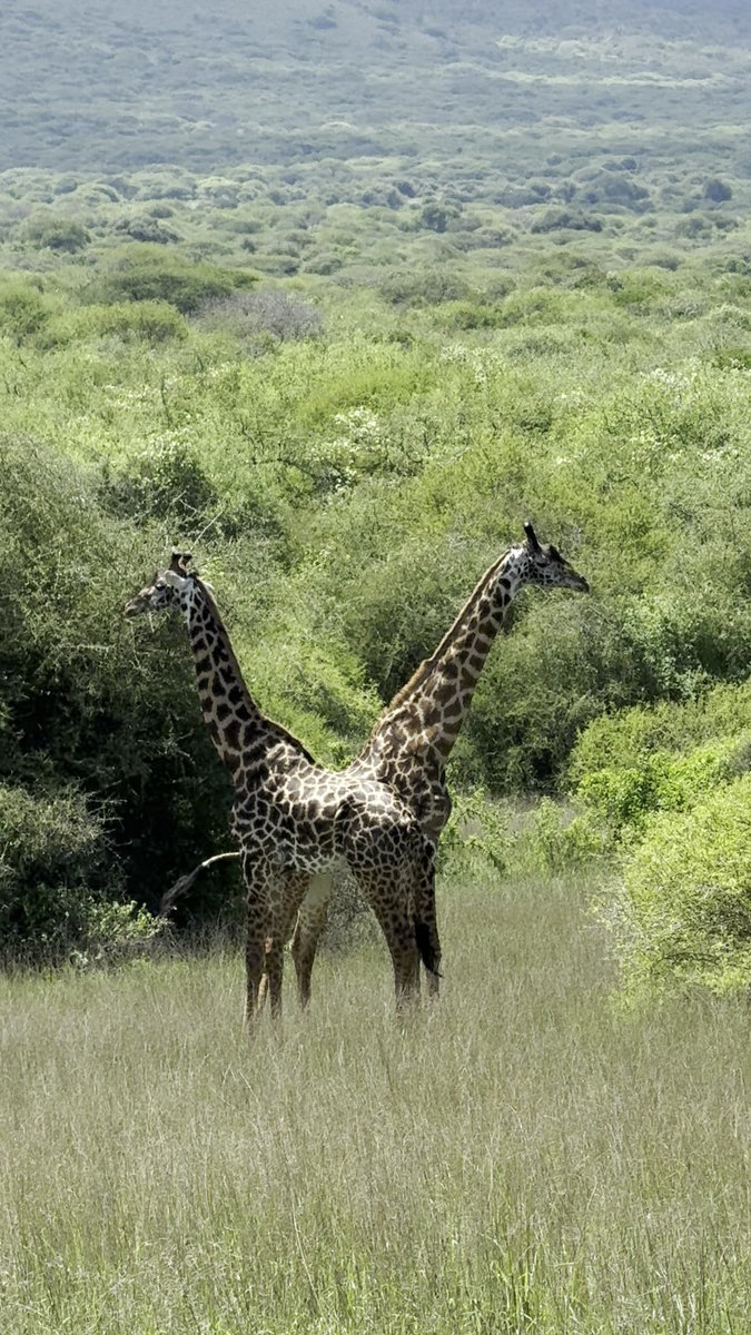 A Safari at Ol Donyo | Kenya’s Crown Jewel of Conservation, Luxury, and Wild Majesty