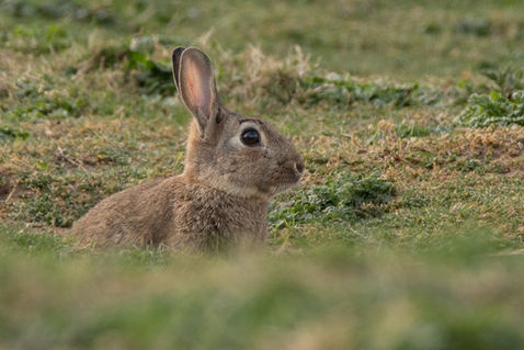 Konijn, Empelse uiterwaarden