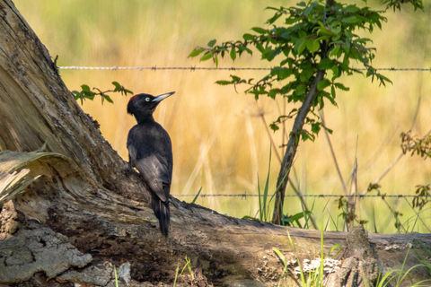 Zwarte specht ingezoomd