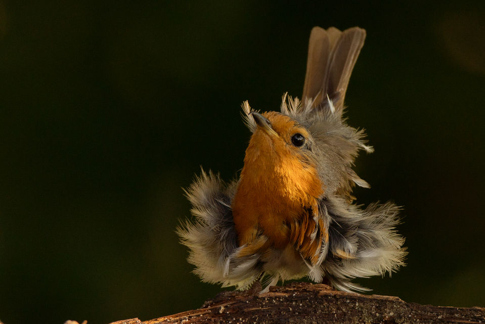 Roodborst, versgewassen