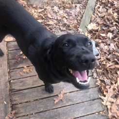 Ruger by Colleen