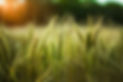 selective-focus-shot-some-wheat-field.jpg