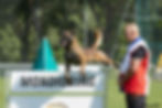 formateur-chien-de-sport-ariege.jpg