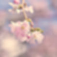 branch-with-blooming-flowers.jpg
