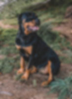 formateur-chien-categorie-1-et-2.jpg