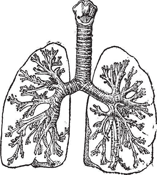 Lungs%20Illustration_edited.jpg