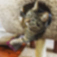 Kitty In A Hole