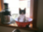 Kitty in a Bowl