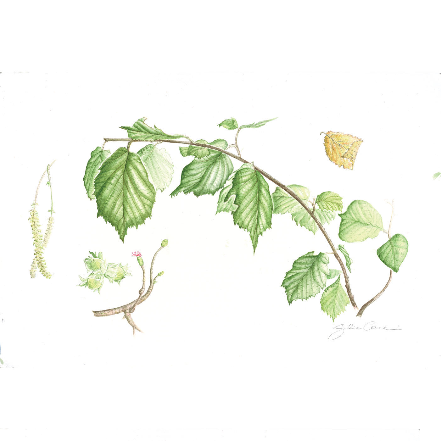 Corylus avellana
