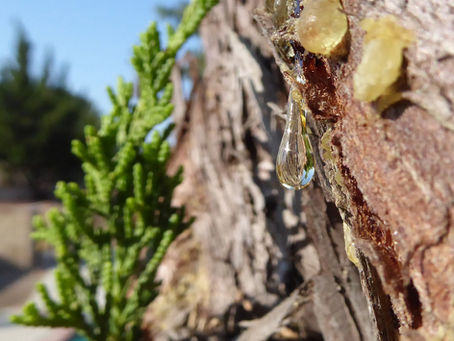 Eclipse pénombrale de lune du 5 Juillet : quitter le tragique pour honorer la sève de l'élan de vie
