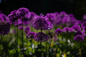 894A9435 copy.jpg