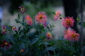 894A0458 copy.jpg